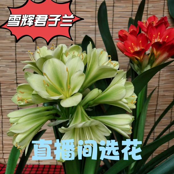 雪辉君子兰一物一拍开品不退盆栽绿植花卉盆景不换兰花盆栽红色