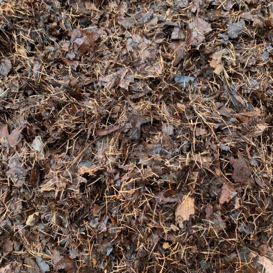 君子兰专用精制手搓腐叶土花土新疆青海西藏不包邮君子兰专用土