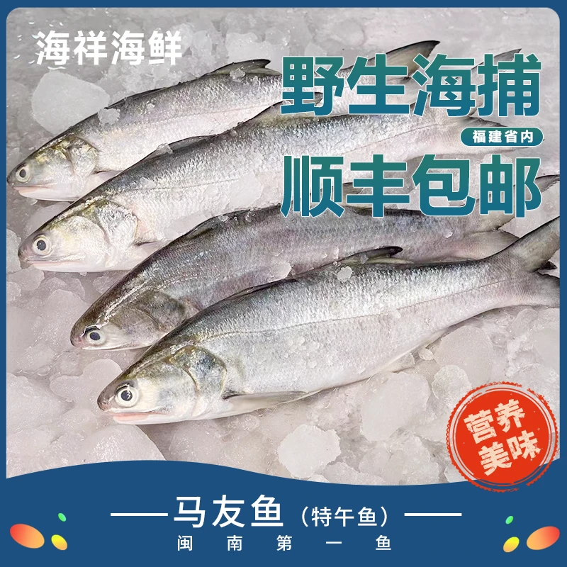 祥芝渔港 特午鱼 马友鱼  顺丰包邮