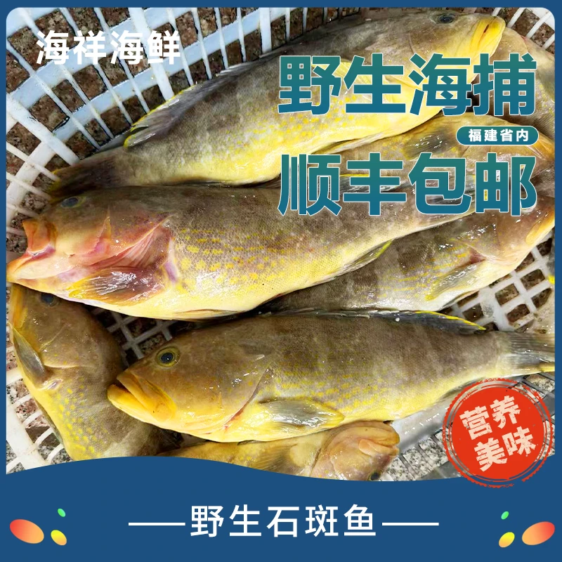 野生石斑鱼 黄丁斑  福建省内顺丰包邮