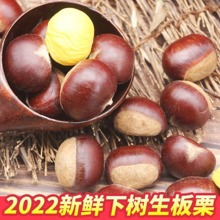 深山板栗香甜皮薄新鲜油栗子毛栗子锥栗糖炒板栗饱满500g产地直发