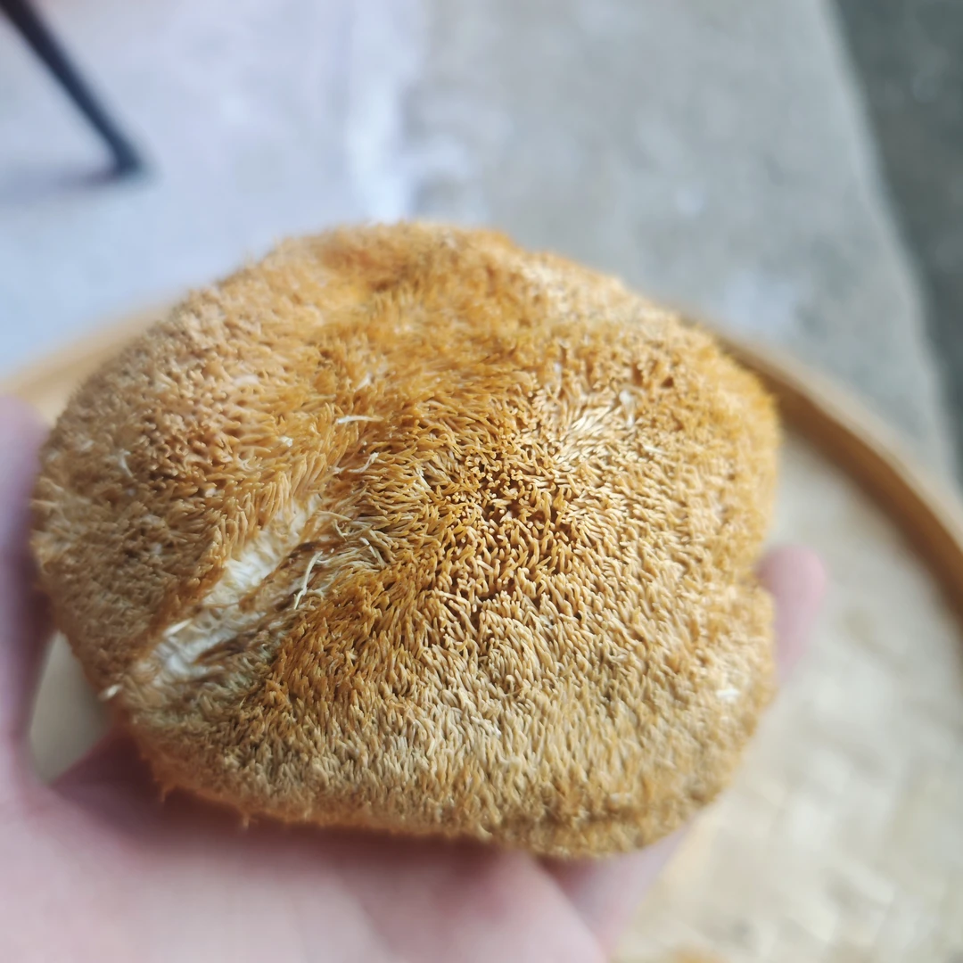 云南特产野生 猴头菇