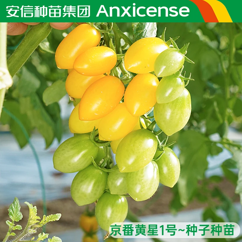 安信京番黄星1号小番茄苗黄色圣女果秧苗千禧西红柿苗蔬菜种子