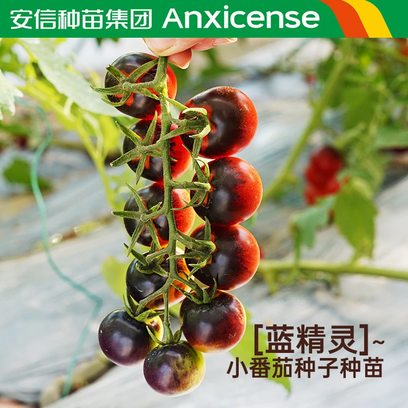 安信蓝精灵小番茄苗圣女果秧苗千禧西红柿苗蔬菜新品种子
