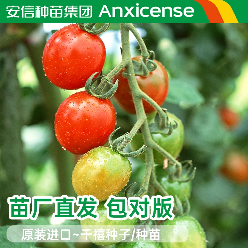 安信千禧樱桃小番茄种苗嫁接浇水新型栽种种植生长精选工厂饱满