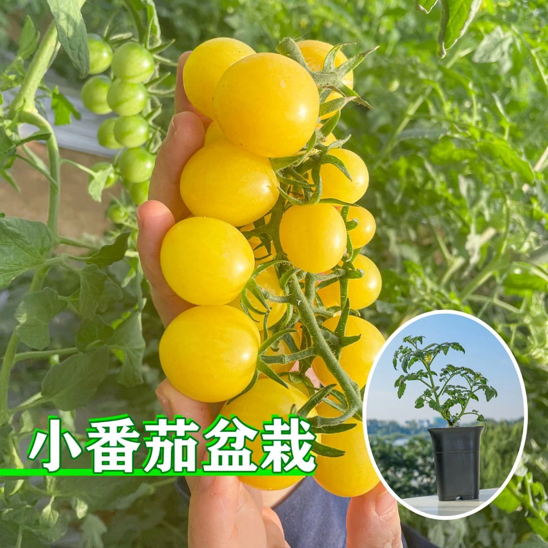 硕丰516番茄小盆栽种菜颜值脆甜小番茄
