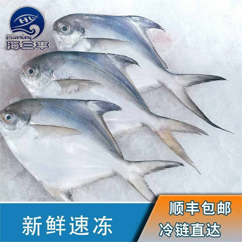 3斤正宗东海海捕天然鲳鱼新鲜海捕鲳鱼海鲜丰收季鲳鱼海鲜水产