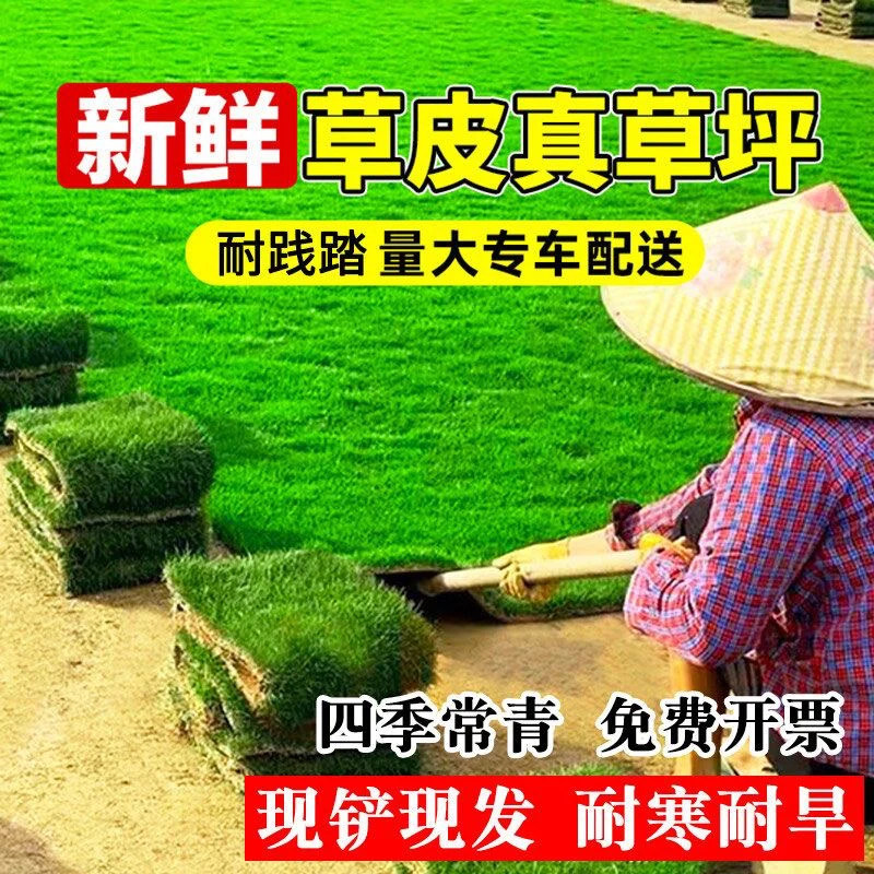 草坪新鲜绿色真草皮带泥土绿化矮生别墅马尼拉耐寒四季常青庭院