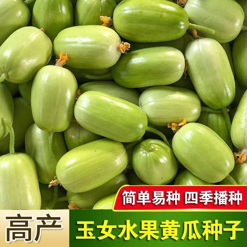 【正宗高产】玉女水果黄瓜种子迷你小黄瓜籽生吃脆甜无渣稀有精品