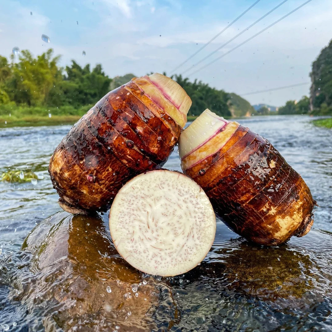 新鲜现挖桂林特产安和芋头个大肥美粉糯