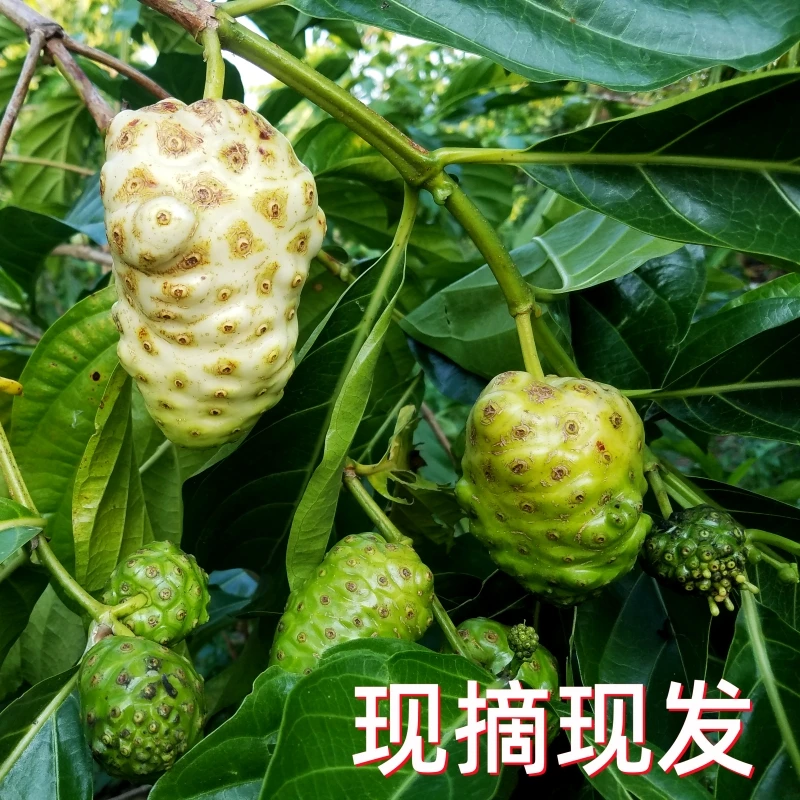 新鲜现摘现发诺丽果海南诺丽果顺丰5斤诺丽生果诺丽果干酵素原料