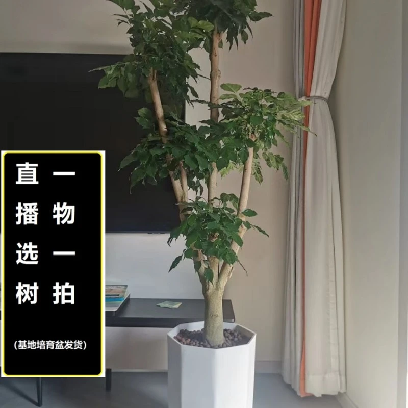 梦淵粗杆步步高绿宝幸福树大型绿植客厅净化空气顺丰包邮送货上门