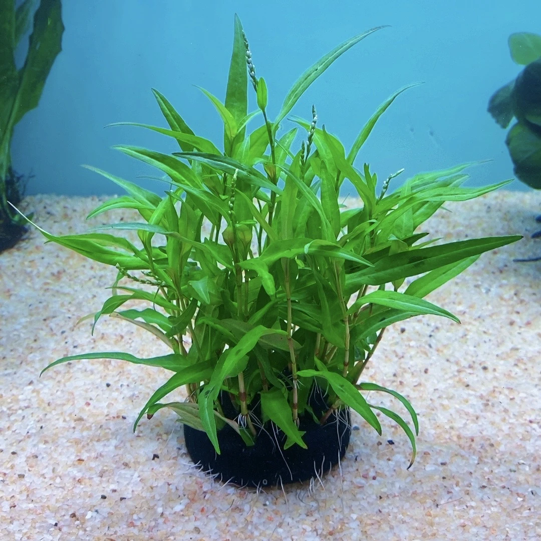 紫艳柳坨草 新手水草