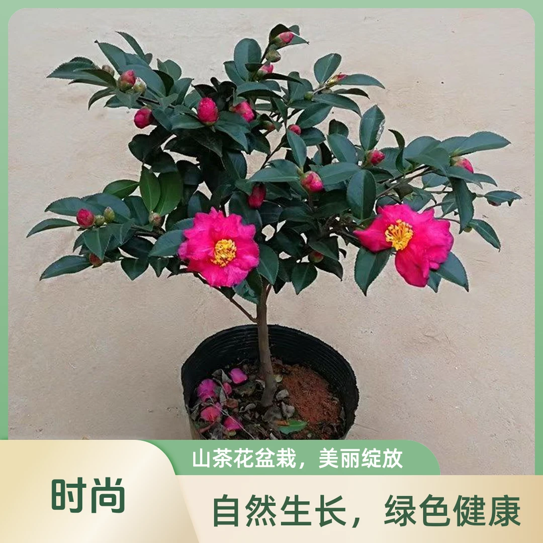 耐寒树苗茶梅四季阳台盆栽植物茶梅花盆栽花卉四季常青茶花