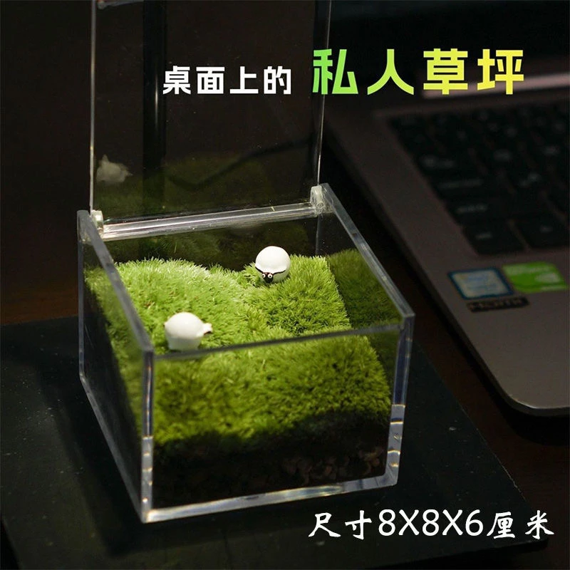 办公室桌面摆件私人草坪苔藓微景观生态瓶生日礼物迷你绿植青苔盆