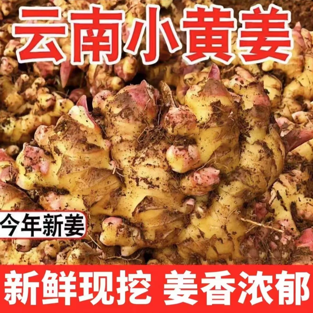 云南高山小黄姜新鲜蔬菜芽姜辛辣浓郁3/5/9斤【现挖新姜】