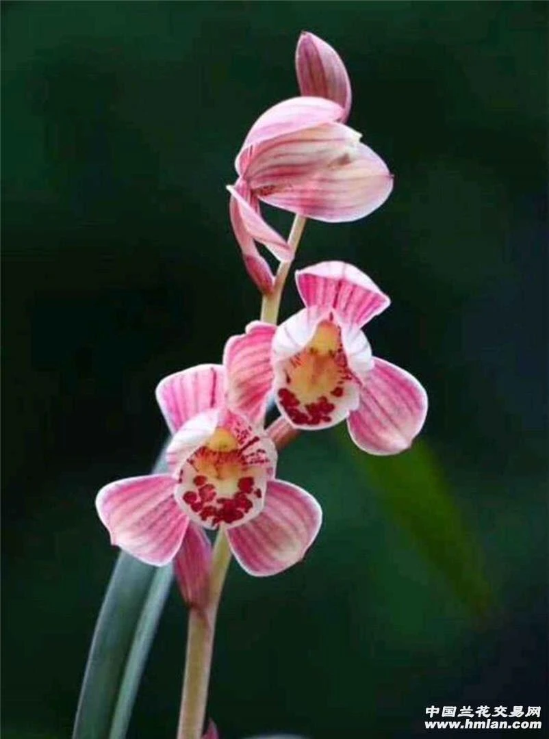 直播间链接一物一拍 建兰寒兰墨兰春剑莲瓣兰绿兰送春