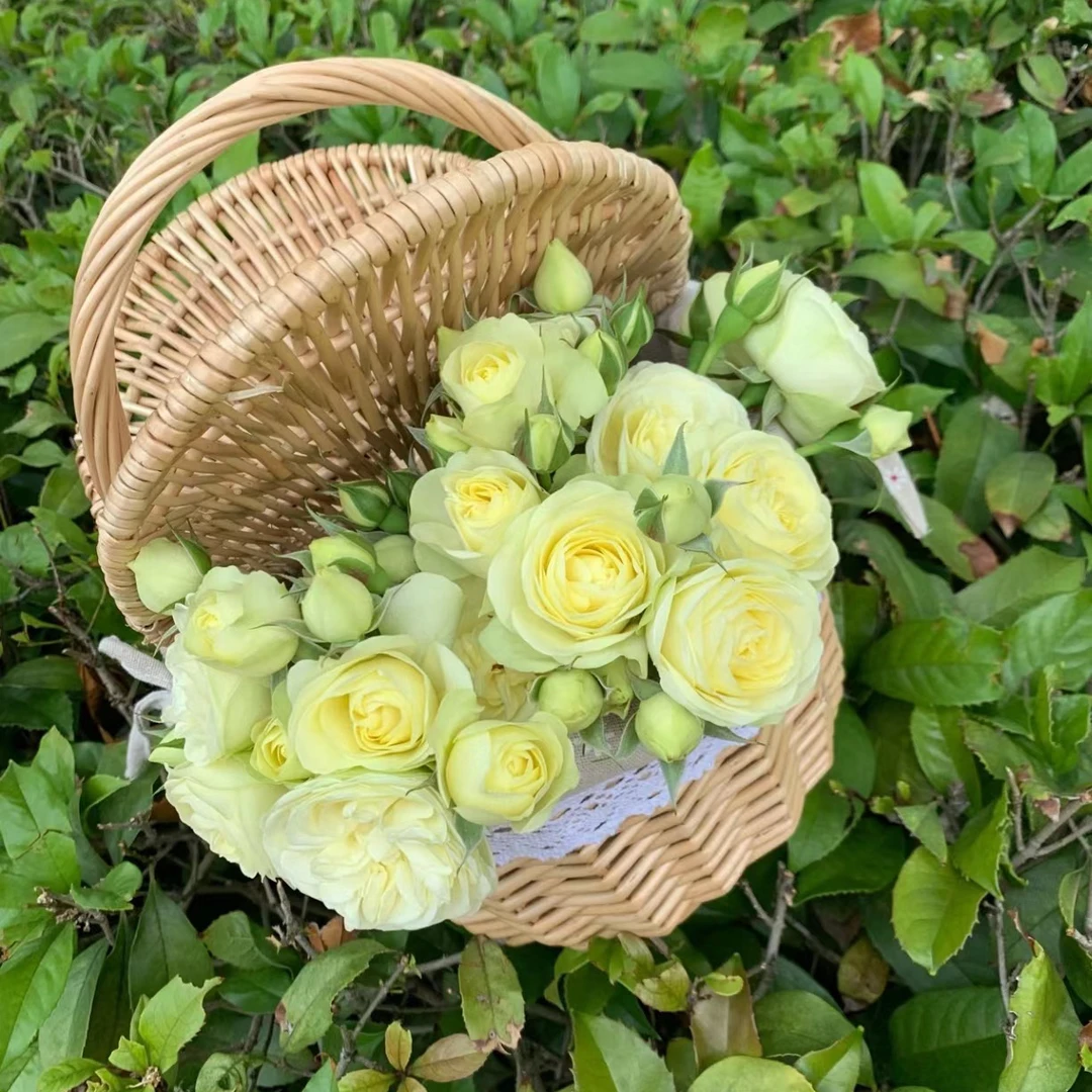 【苹果绿】黄绿色高杯状多季节重复开花月季花盆栽阳台庭院地栽云南