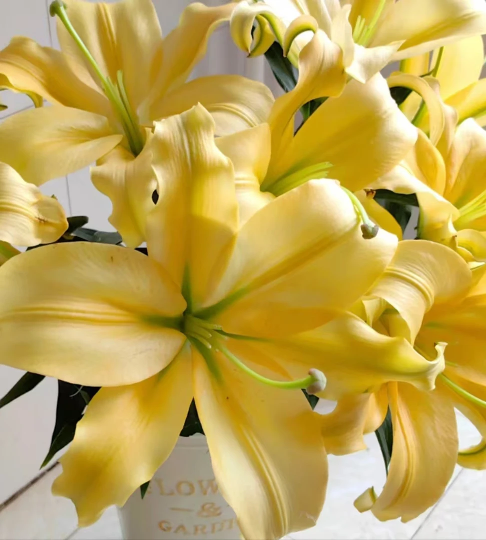 【6-8朵黄帝香水百合】任意两单顺丰包邮+百合粉1袋+10袋保鲜剂