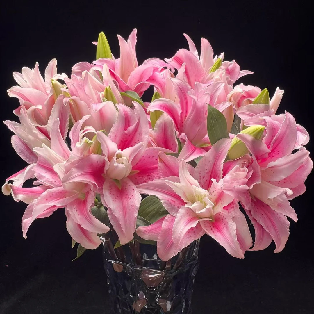 【六哥花卉】【粉色重瓣百合】高品质全场任意满两单及以上鲜花包邮