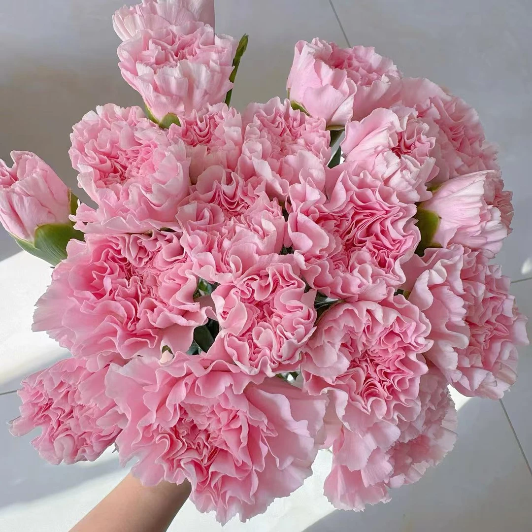 【小九】【粉钻康乃馨】花期长 全场任意满两单及以上鲜花包邮