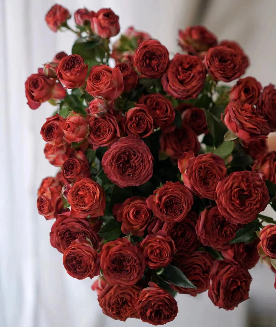 【6支巧克力头玫瑰】全场鲜花任意 两单顺丰/京东 包邮云南基地直发