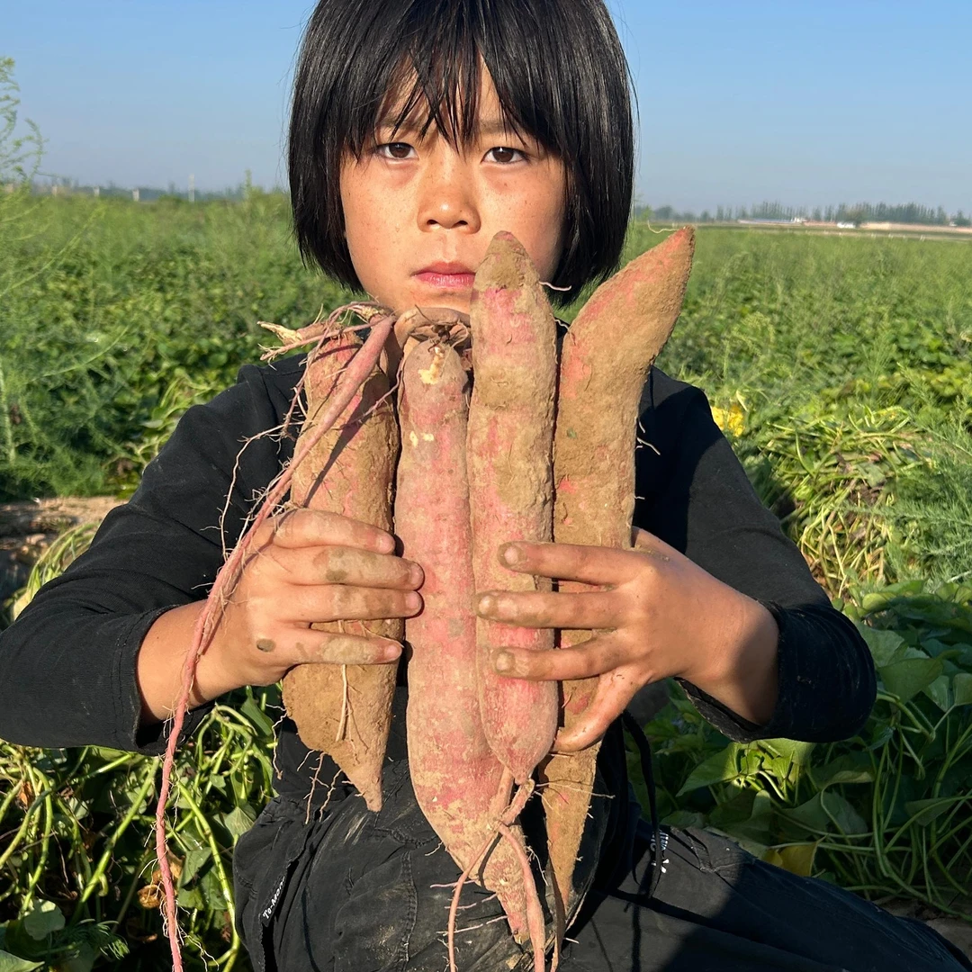 【小明正能量专属】宁夏高原沙地板栗红薯新鲜现挖5斤装中大果
