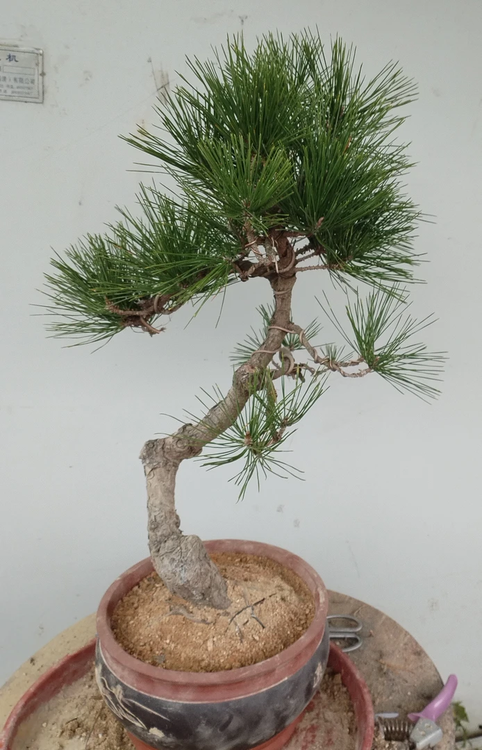 杂木盆景多种造型，非常适合中式空间，室内装饰盆景。