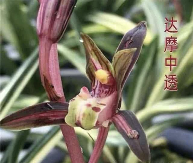 墨兰矮种黄金达摩中透艺花艺双全浓香型室内办公室桌摆绿植盆栽