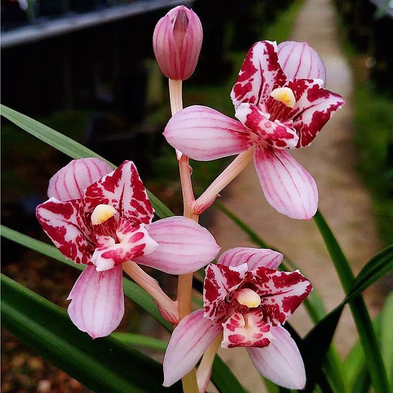 促销价!特惠 凤舞九天 兰花建兰 浓香型荷瓣蝶花 室内盆栽 花卉