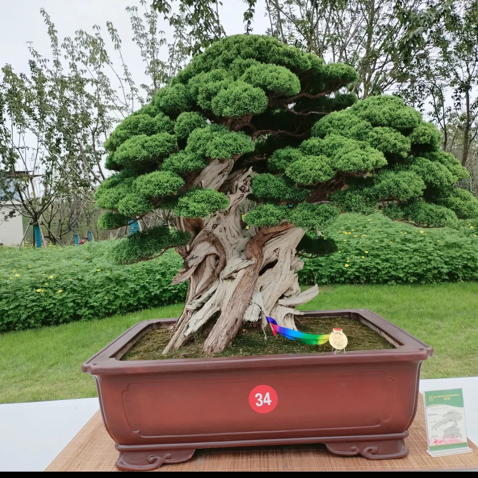 罗汉造型盆景室内庭院种植