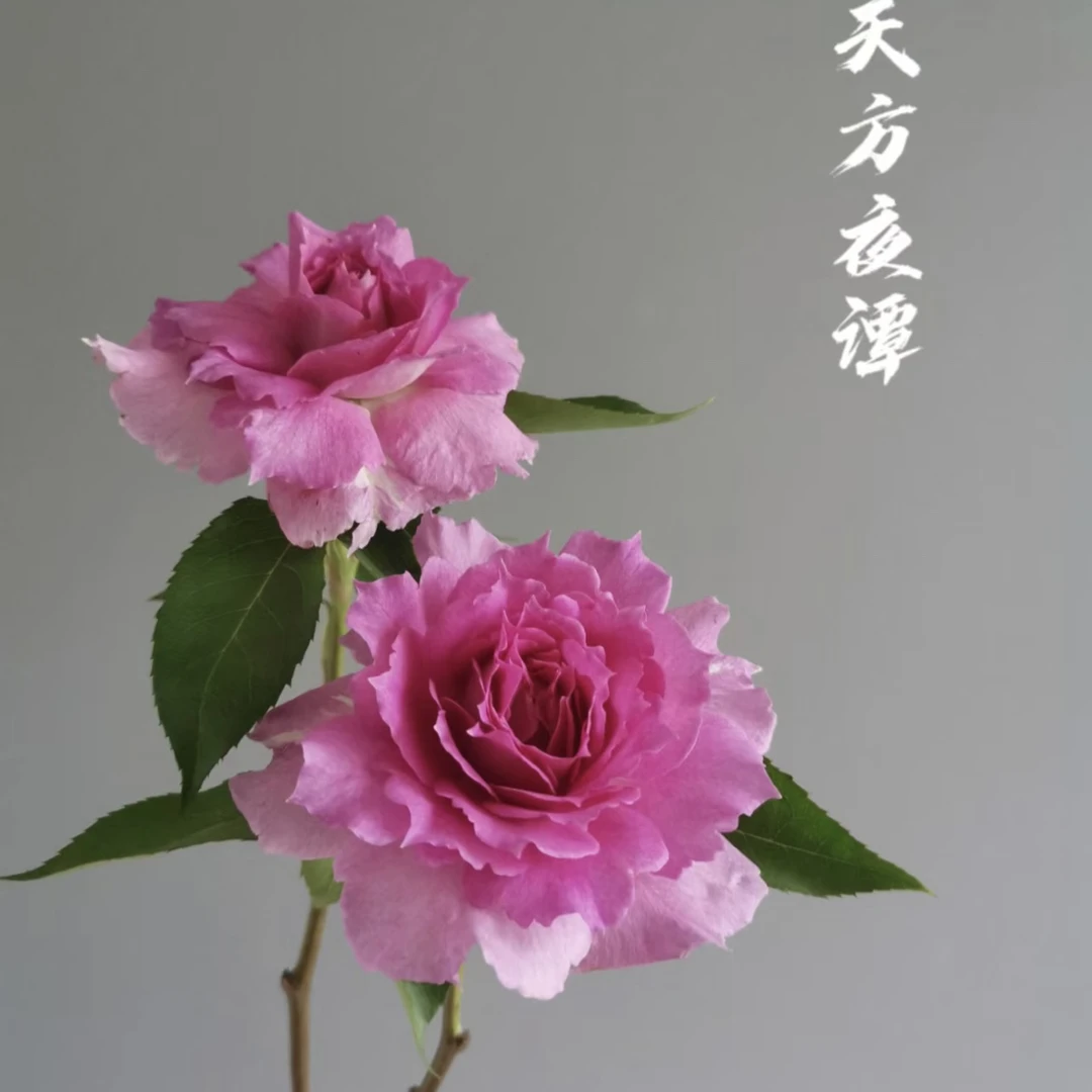【天方夜谭】多棵扦插月季花盆栽地栽庭院阳台绿植花卉四季开放趣味