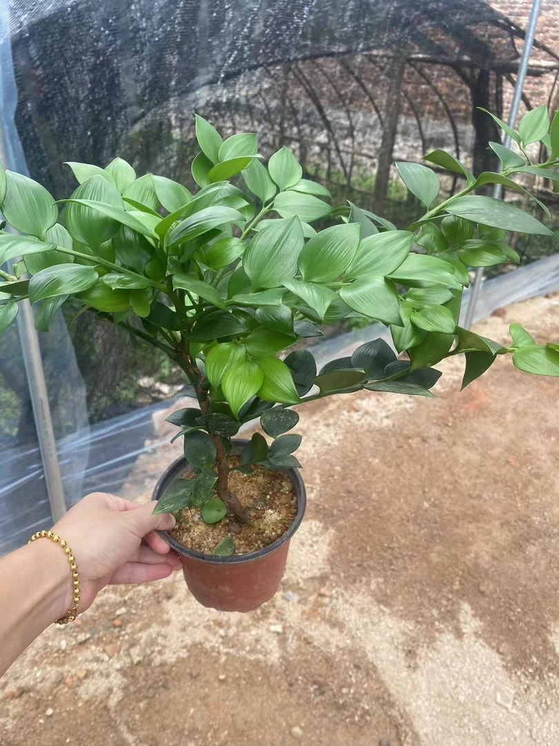 原生圆叶竹柏盆栽苹果叶爱心圆台湾品种好养耐活室内耐阴植物绿植