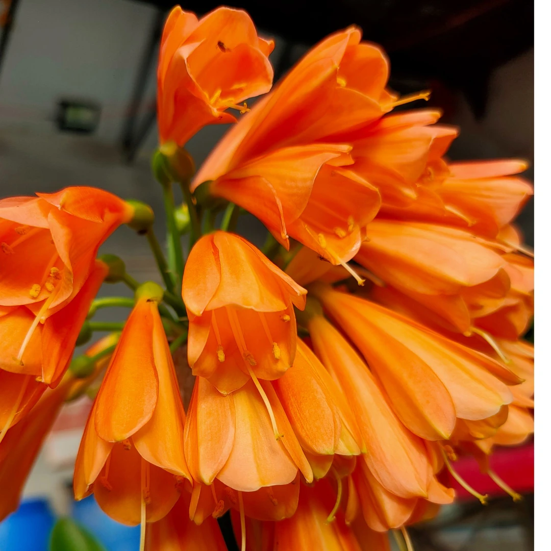 【黄油匠小苗 裸根发货】华希兰图精品君子兰