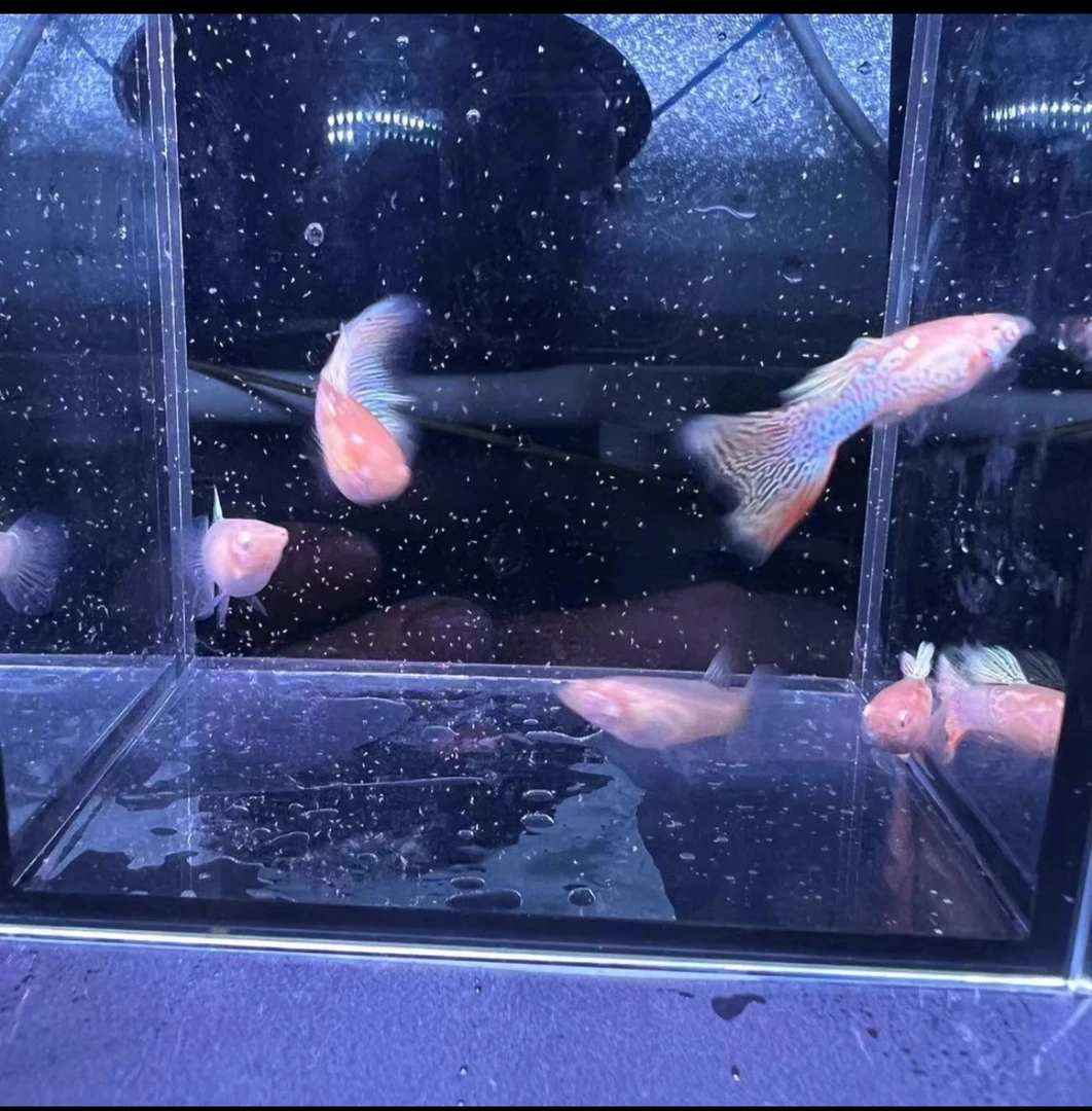 美杜莎孔雀鱼、美杜莎孔雀鱼 美杜莎白子孔雀鱼