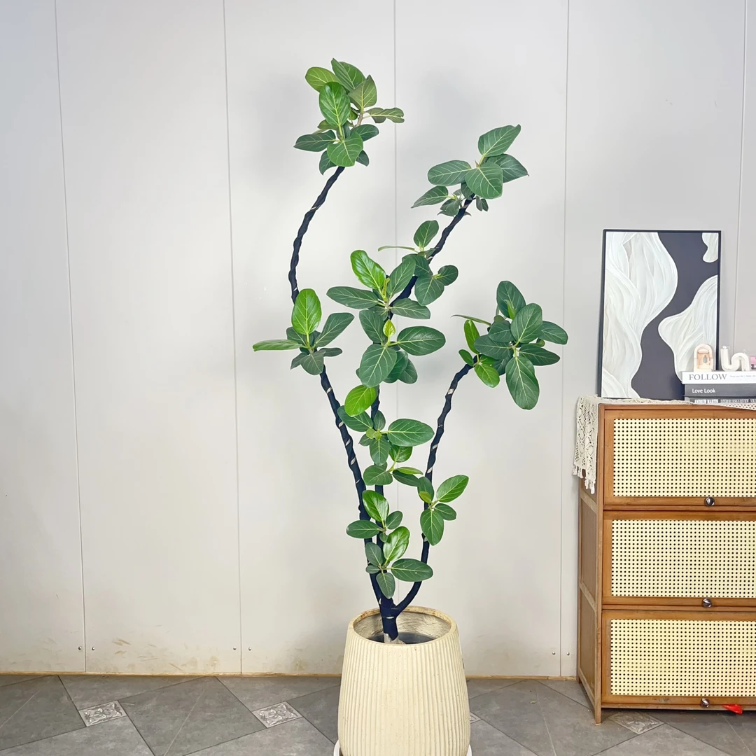 孟加拉榕橡皮树好养网红大型盆栽绿植原盆种植基地发货鲜活生长