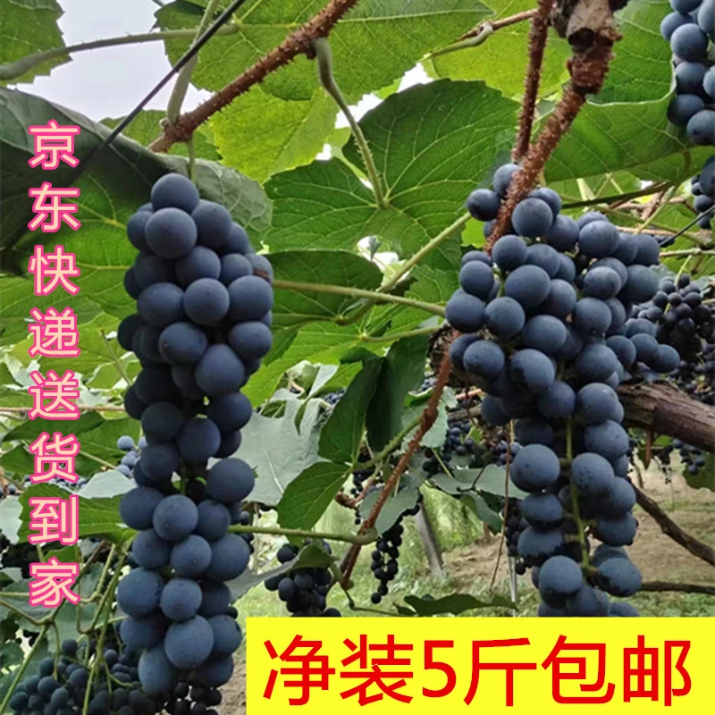 湖南湘西高山水果葡萄猕猴桃5斤净装