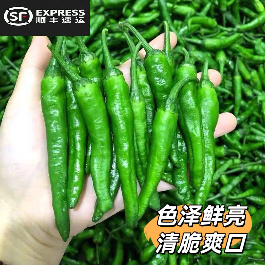 【顺丰包邮】正宗樟树辣椒精品新鲜薄皮小青椒微辣清香爽口现摘现发