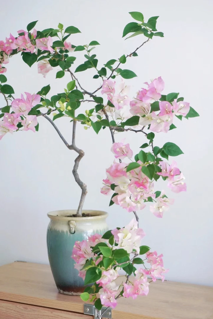 三角梅一物一拍专属链接四季开花勤花品种