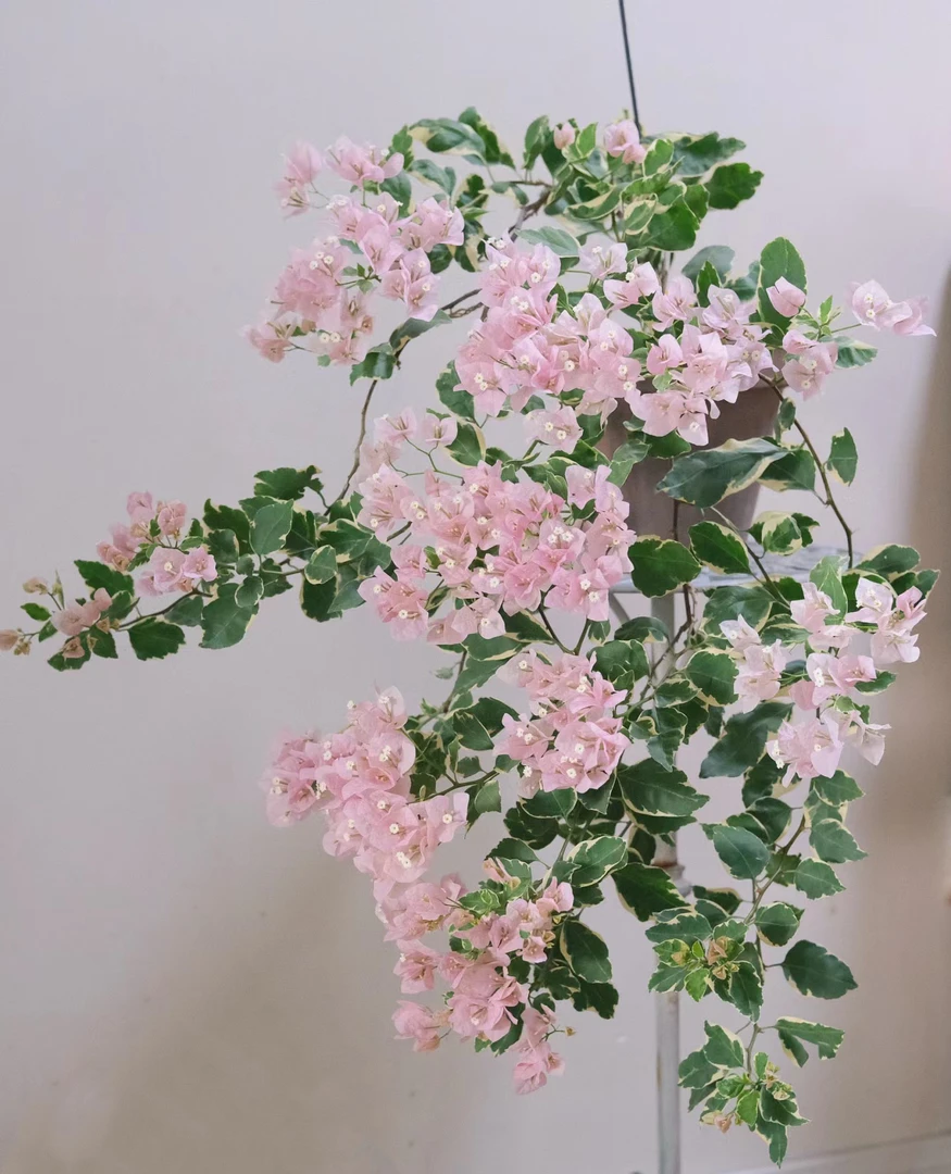 偏远地区➕运费三角梅专拍链接一物一拍勤花品种花卉基地直发