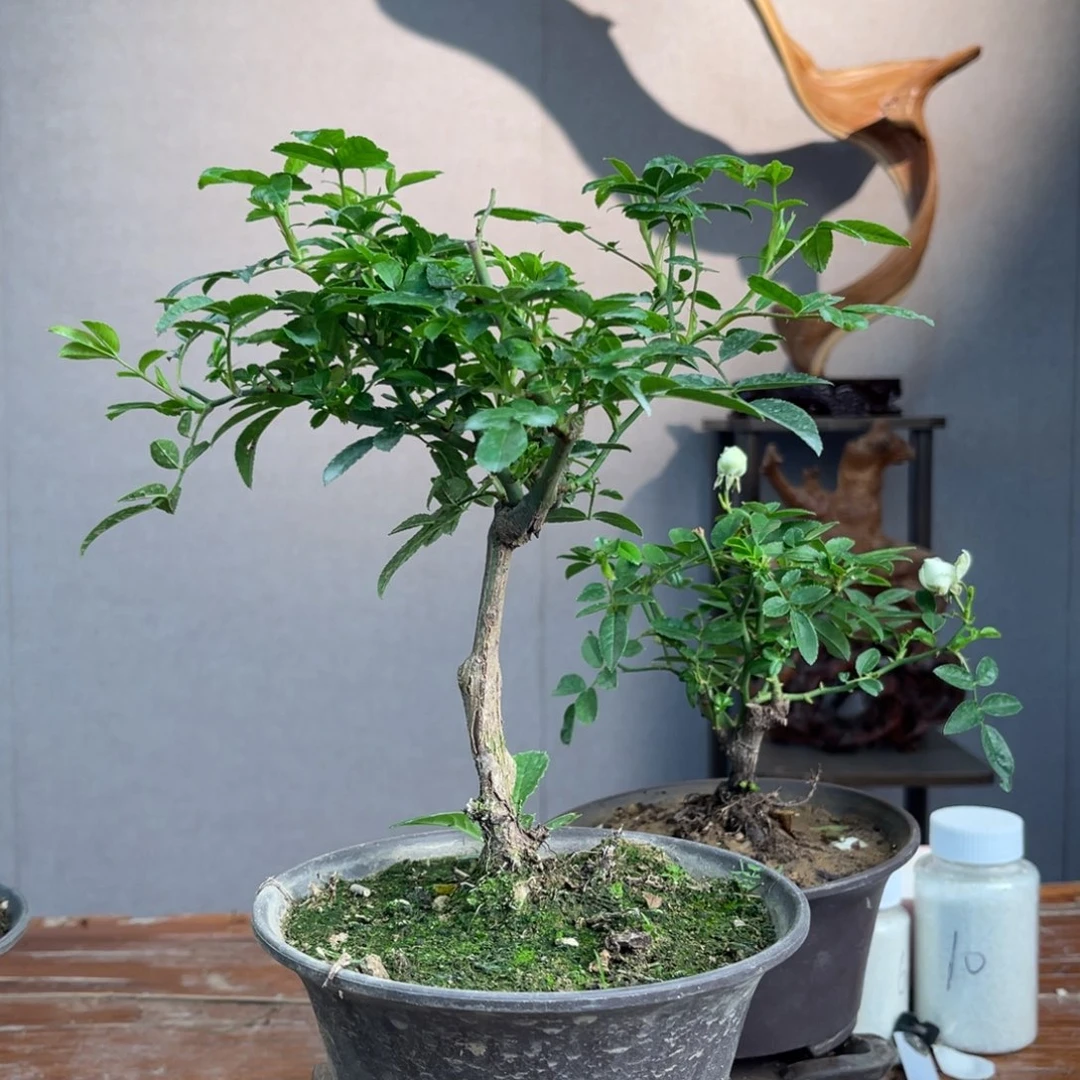 微月季盆景1111ℳ****