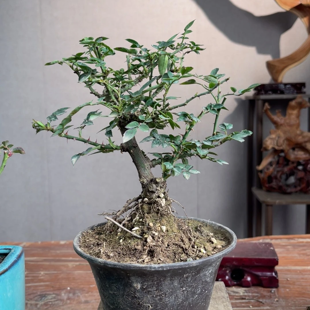 微月季盆景1111启*安