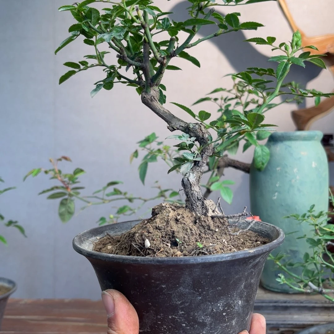 微月季盆景组合盆景Z***风