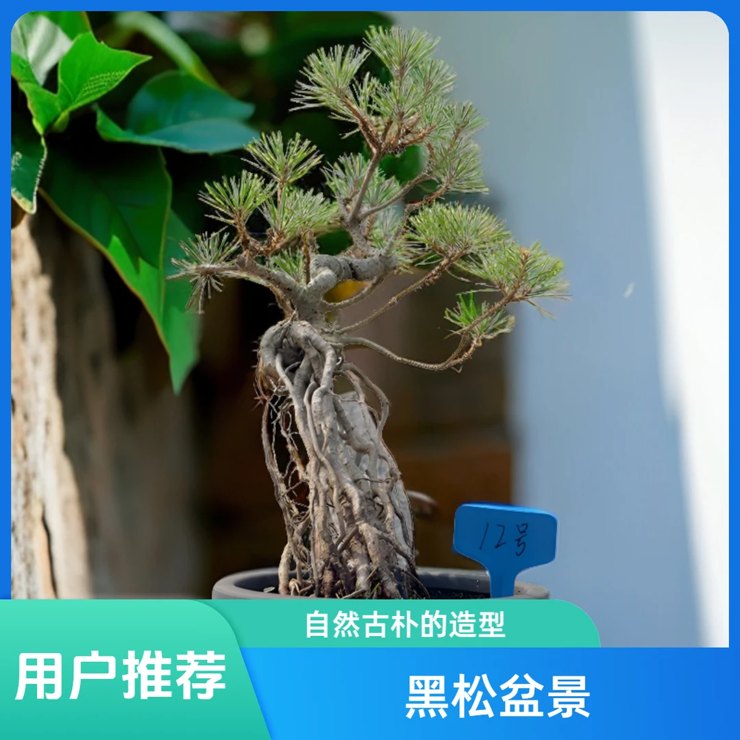 盆景盆栽绿植素材室内办公室庭院造形盆景