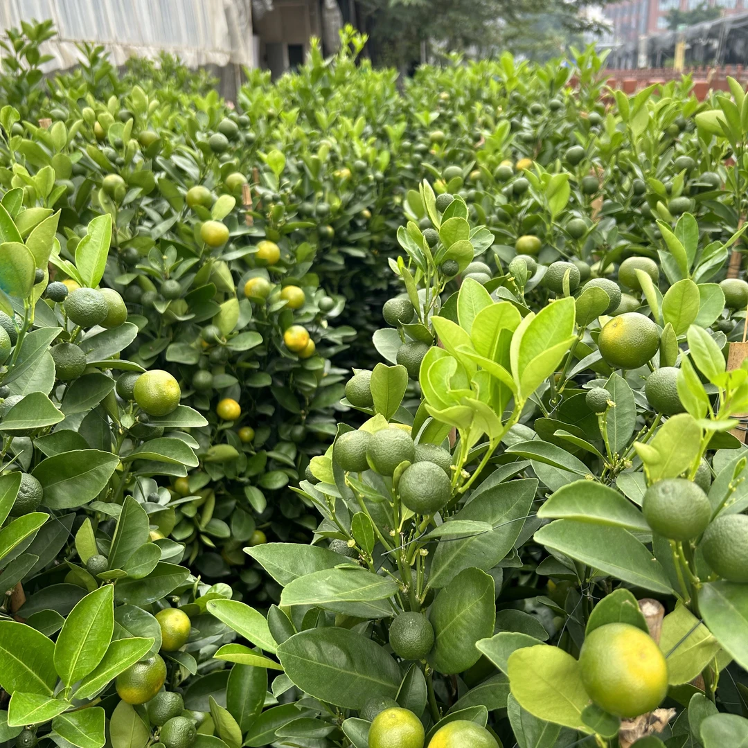 一物一拍盆栽盆景室内外客厅办公好养观赏植物花卉简约