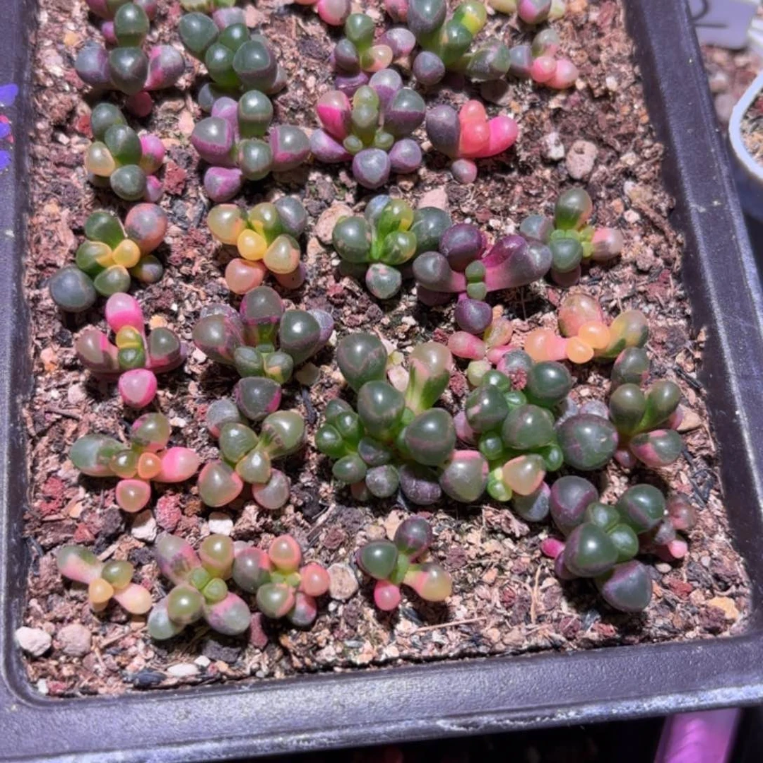 阳*整盆打包五十铃玉锦多肉植物锦一物一拍带盆土