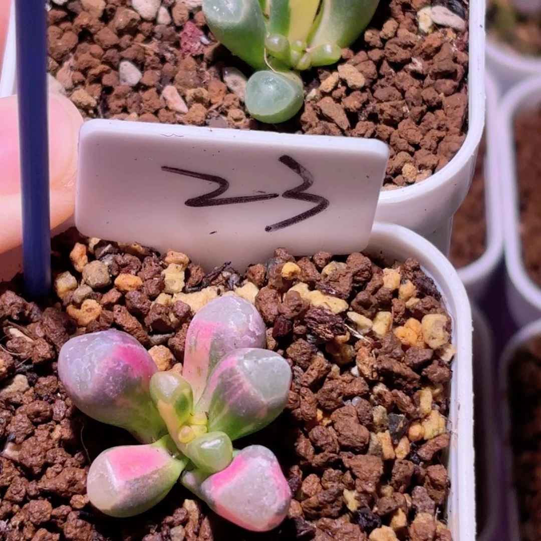 2颗带花苞五十铃玉锦多肉植物锦一物一拍带盆土