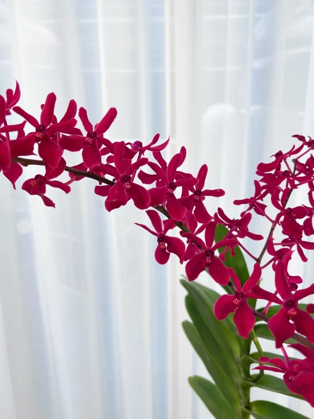 精品《火焰兰》花形大红色颜色正花束高