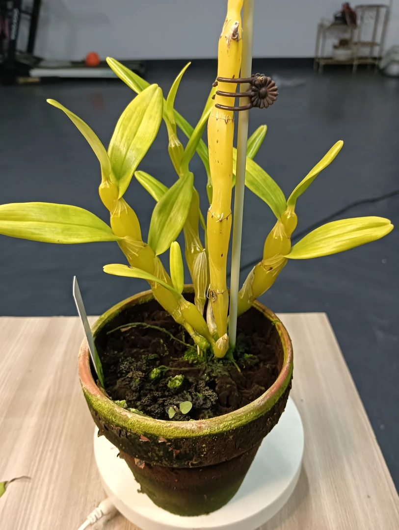 石斛兰，直播专用链接，一物一拍。