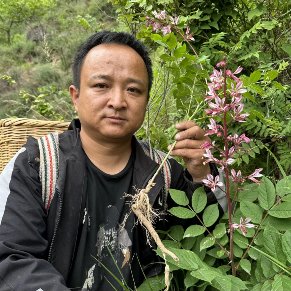 白鲜皮 内蒙白鲜皮 白藓皮白癣皮八股牛种植的已切段根皮